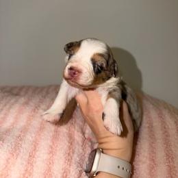 Dime - Red merle female Australian Shepherd puppy in Anniston, Alabama from All Hale Aussies