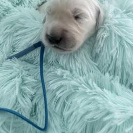 Mr Blue - Light golden male Golden Retriever puppy in Imlay City, Michigan from Celtic Pride Goldens