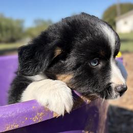 Finlay - Black tri male Miniature Australian Shepherd puppy in Granbury, Texas from Jubilee Acres