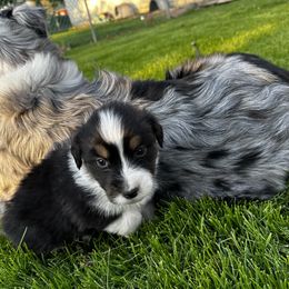 Boy 4 - Black tri-color Australian Shepherd puppy in Somonauk, Illinois from Shellyn’s Australian Shepherds