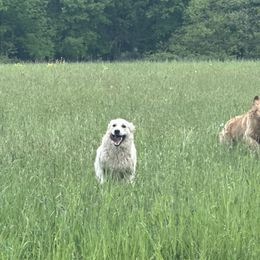 Bernese Mountain Dogs, Golden Mountain Dogs, and Golden Retrievers from Spraggins Sweet Acres