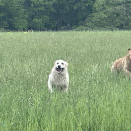 Bernese Mountain Dogs, Golden Mountain Dogs, and Golden Retrievers from Spraggins Sweet Acres