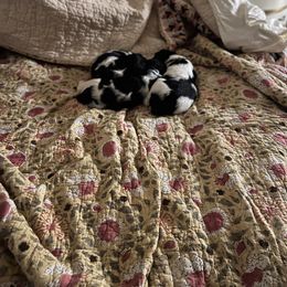 English Springer Spaniel Puppies from Sage Mountain Springers