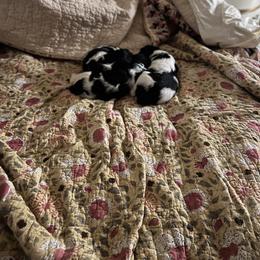 English Springer Spaniel Puppies from Sage Mountain Springers