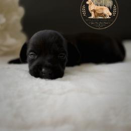 Lucky (Javier) - Black male Dachshund puppy in Lumber City, Georgia from Willow Run LLC