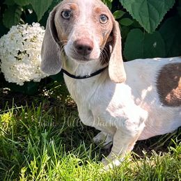 Izzy - Dachshund