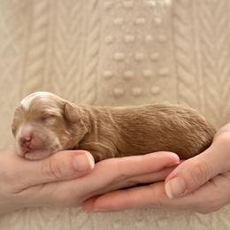 Boy 2 - Red male Cavapoo puppy in Kalamazoo, Michigan from Sleeping Bear Kennels