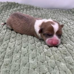 Mocha (sable bluie fluffy) - Sable female Pembroke Welsh Corgi puppy in Waco, Texas from The Comma Corgis