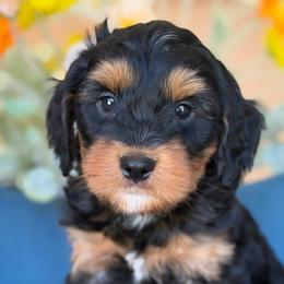 Cowboy - male Bernedoodle puppy in Yuciapa, California from AlltheDoodlez_