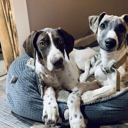 Whippet Puppies from Smithfield Park
