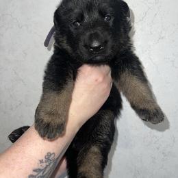 Charli - Black and red female German Shepherd puppy in Winterport, Maine from Vom Stevens Old Fashioned German Shepherds