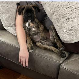 Boxer Puppies from Sergeant's Boxers