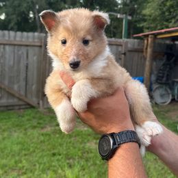 Mr. Blue - Sable merle and white male Collie puppy in Tallahassee, Florida from Lampost Kennels