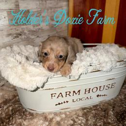 Wern - Dapple male Dachshund puppy in Atwood, Oklahoma from Holder’s Doxie Farm