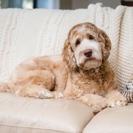 Willow - Australian Labradoodle