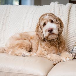 Willow - Australian Labradoodle