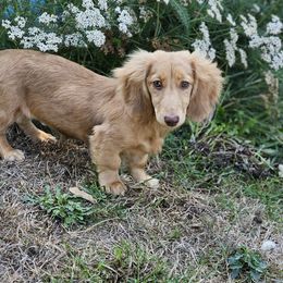 Penny - Dachshund