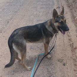 German Shepherd Puppies from Juanita's German Shepherd Dogs