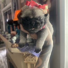 Marilyn - Fawn female Pug puppy in Winter Haven, Florida from The Pugarazzi