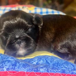 Boy4 matching white front paws - Brindle male Shih Tzu puppy in Citrus Heights, California from The Lion dog Shih Tzu