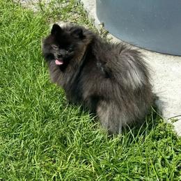 Diamond - Pomeranian