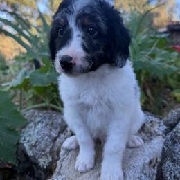 Sage - Parti male Goldendoodle puppy in Redding, California from O’Hara  Doodles