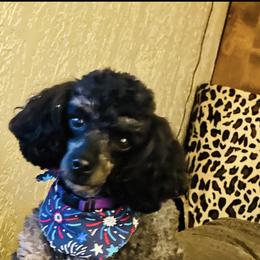 Boone - Poodle