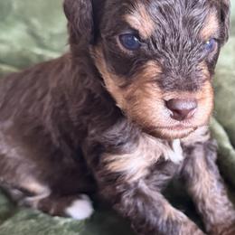 Bear - Phantom male Bernedoodle puppy in Larimer County, Colorado from Puppy Love Doodles