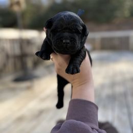 Prancer - Black male Labrador Retriever puppy in Lenoir, North Carolina from Wooten Retrievers