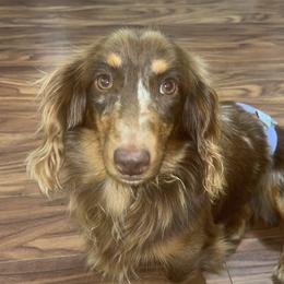 Bow - Dachshund