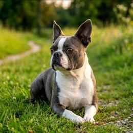 Lyric - Boston Terrier