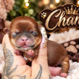 Chance - Chocolate male Shih Tzu puppy in Warren, Michigan from Danielle's Yorkie Babies
