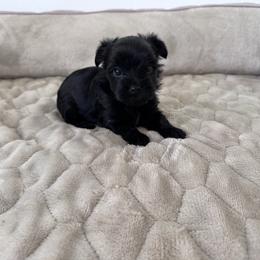 Velma - Black and tan female Yorkshire Terrier puppy in Elk Ridge, Utah from Janita's Yorkshire Terriers