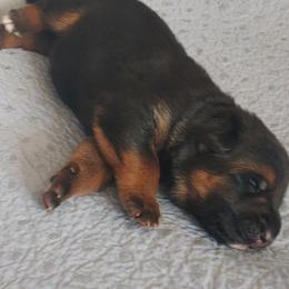 Black Collar- name pending - Black and red male German Shepherd puppy in Rancho Cucamonga, California from Abbeys Golden Retriever  and German Shepherd Puppies