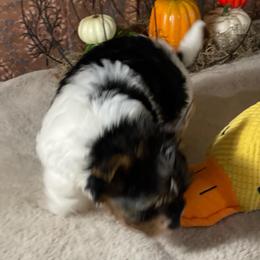 Scout  3500 - Black tan and white female Biewer Terrier puppy in Douglas, Georgia from Heartland small breeds