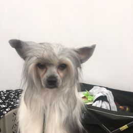 Lacie - Chinese Crested
