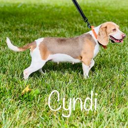 Cyndi - Beagle