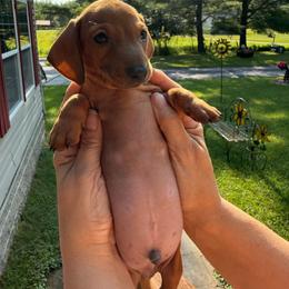 Boy 3 - Red male Dachshund puppy in Marinette/Green Bay, Wisconsin from Incahoots Smooth and Wirehaired Dachshunds