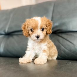 Clementine - Apricot female Cavapoo puppy in Saint George, Utah from Fitzdoodles