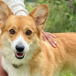 Candy - Pembroke Welsh Corgi