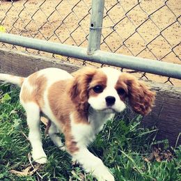 Cavalier King Charles Spaniels from Little Farm Pets