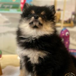 Girl 2 - Black and tan Pomeranian puppy in Abilene, Texas from Blessedpoms