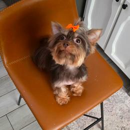 Henna - Yorkshire Terrier
