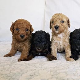 Labradoodle and Poodle Puppies from Nacadoodles