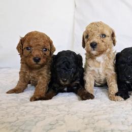 Labradoodle and Poodle Puppies from Nacadoodles