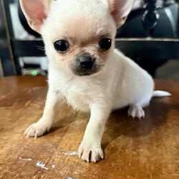 Viserys - Cream and white male Chihuahua puppy in Fort Myers, Florida from Gulfshore Chihuahuas