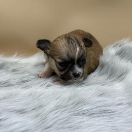 Sunny - Black sabled fawn male Chihuahua puppy in Lee Center, New York from Alfheim-Andromeda Chihuahua's (A &A's)