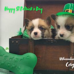 Border Collie and Pembroke Welsh Corgi Puppies from Whisenhunt Farms