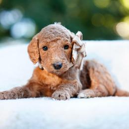 Stella - Red  female Goldendoodle puppy in Spokane, Washington from Puppy Love