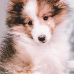 Shetland Sheepdogs from Explosive